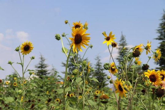 Dünya Ayçiçeği Koleksiyonu Bahçesi'nde kuraklığa dayanıklı ayçiçeği türleri geliştiriliyor