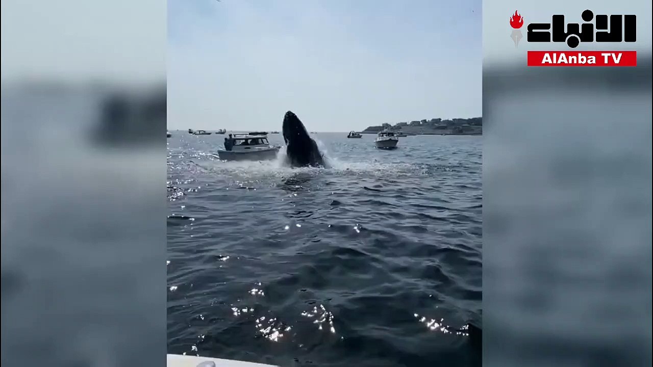 حوت يقفز من المياه ويسقط على مقدمة قارب في المحيط الأطلسي
