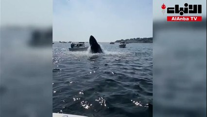 حوت يقفز من المياه ويسقط على مقدمة قارب في المحيط الأطلسي