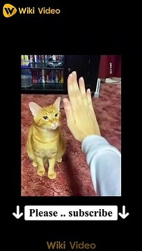 Amazing Cute Funny Cats Viral Clips funny Cats shorts Video reels animals trending