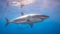 Diver barely escapes from savage shark attack (VIDEO)