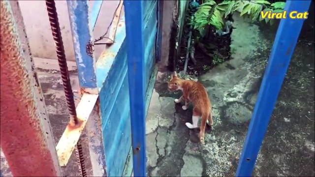 Cats Fighting For The 1st Time Seeing Each Others _ Viral Cat
