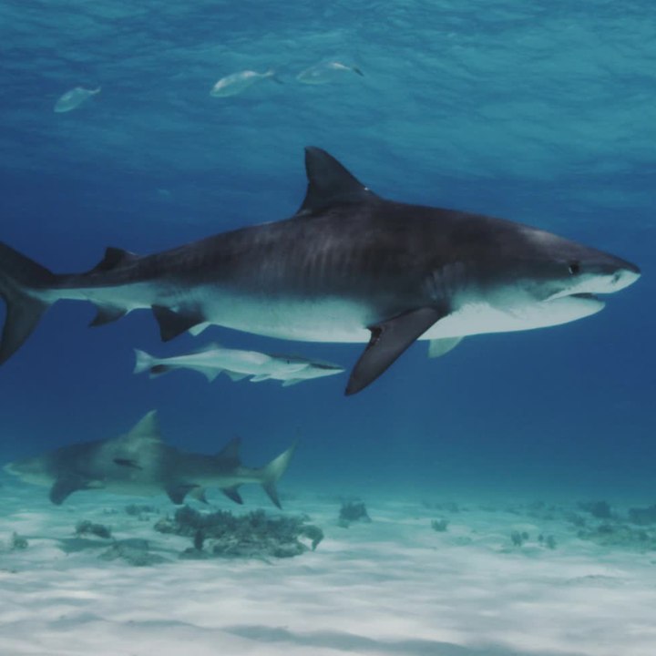 Les requins du Pacifique, plus gros que les autres ? - carré