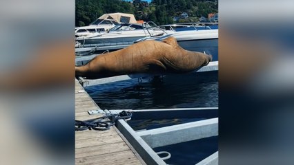 Freya, la morse qui a élu domicile à Oslo