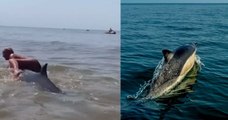 Une femme chevauche une baleine à bec aux Pays-Bas plutôt que de lui venir en aide et fait scandale