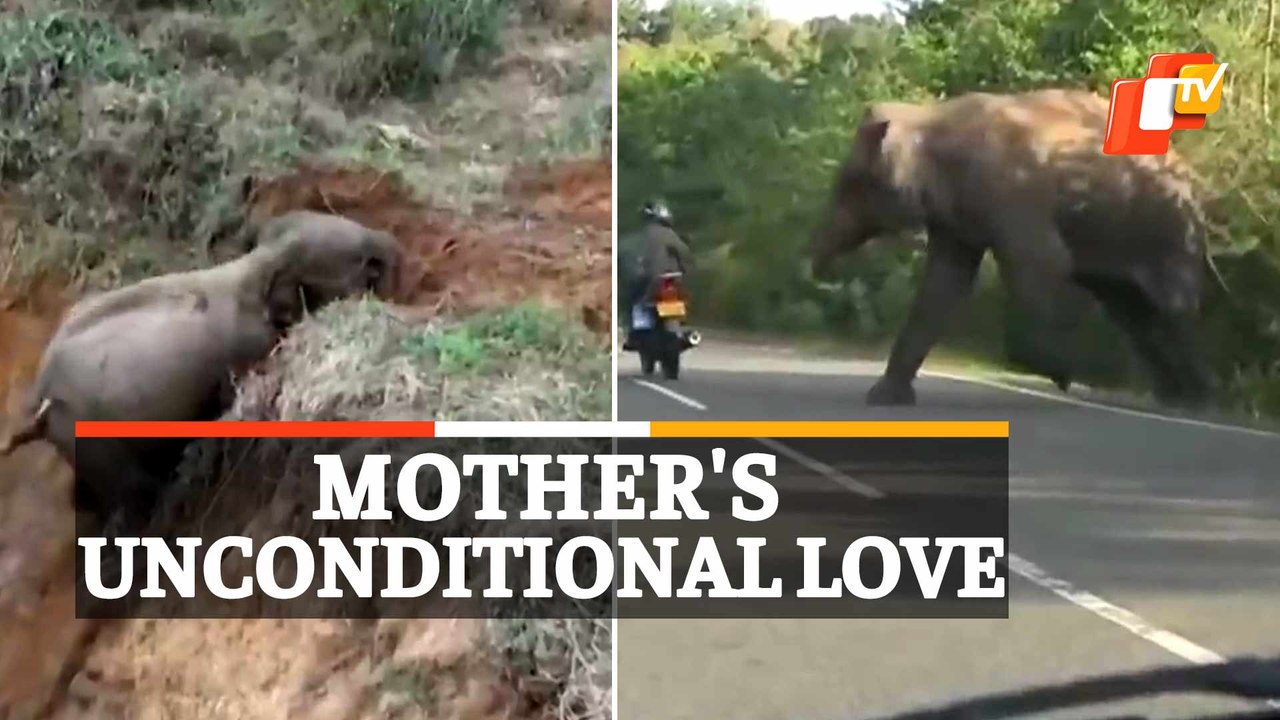 VIDEO: Mama Elephant seeks  help to save her calf