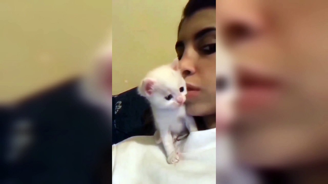 Little sweet kitty