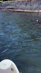 En paddle, il filme un requin à quelques mètres du bord à Hyères