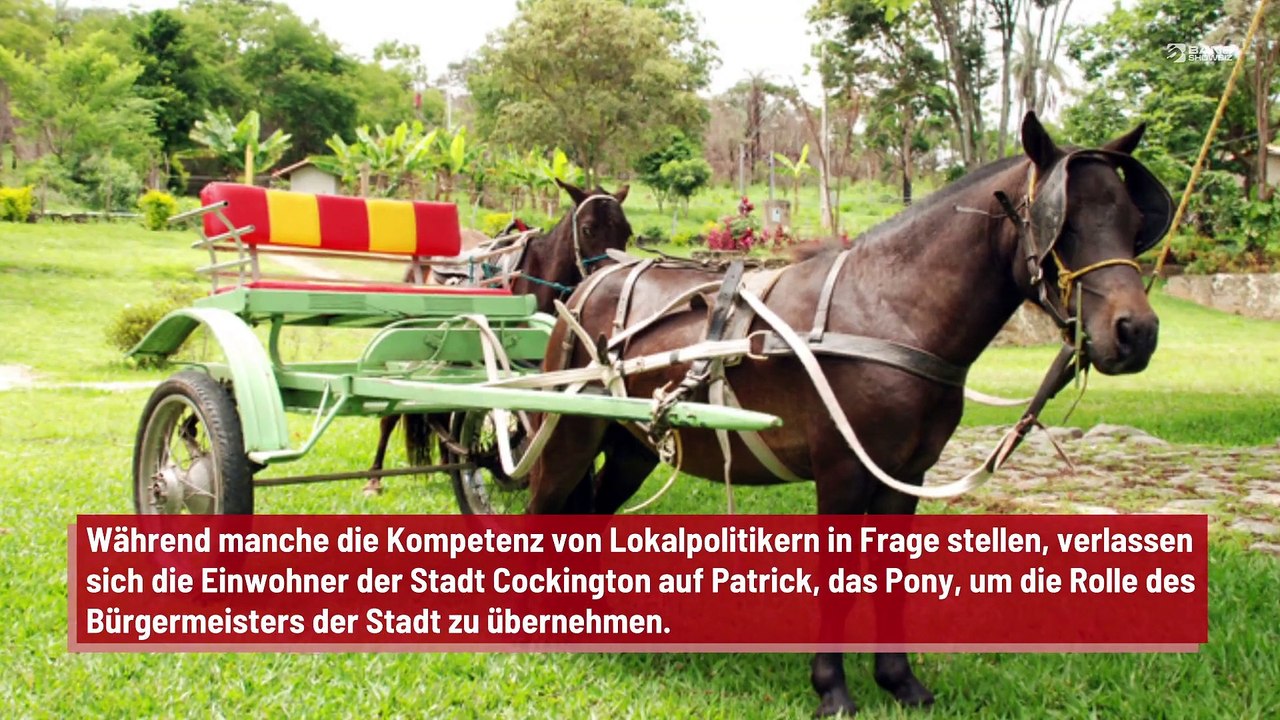 Ein Pony ist Bürgermeister eines Dorfes in Großbritannien geworden