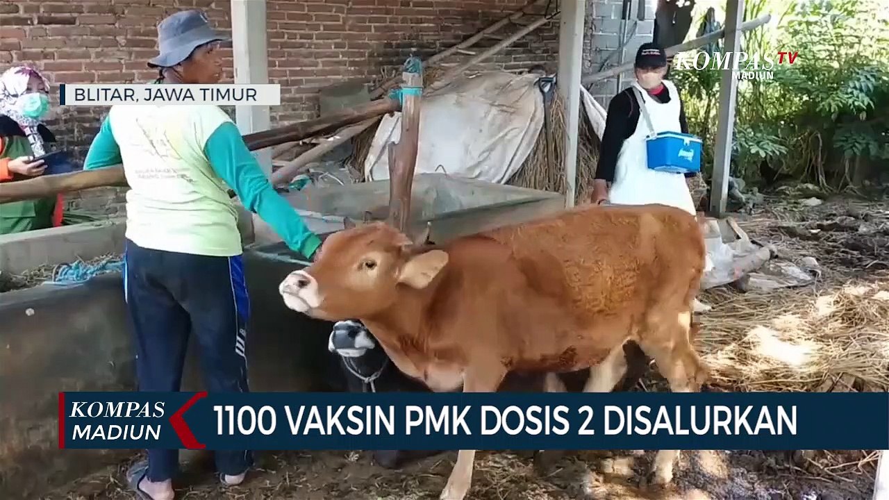 1100 Vaksin PMK Dosis 2 Disalurkan