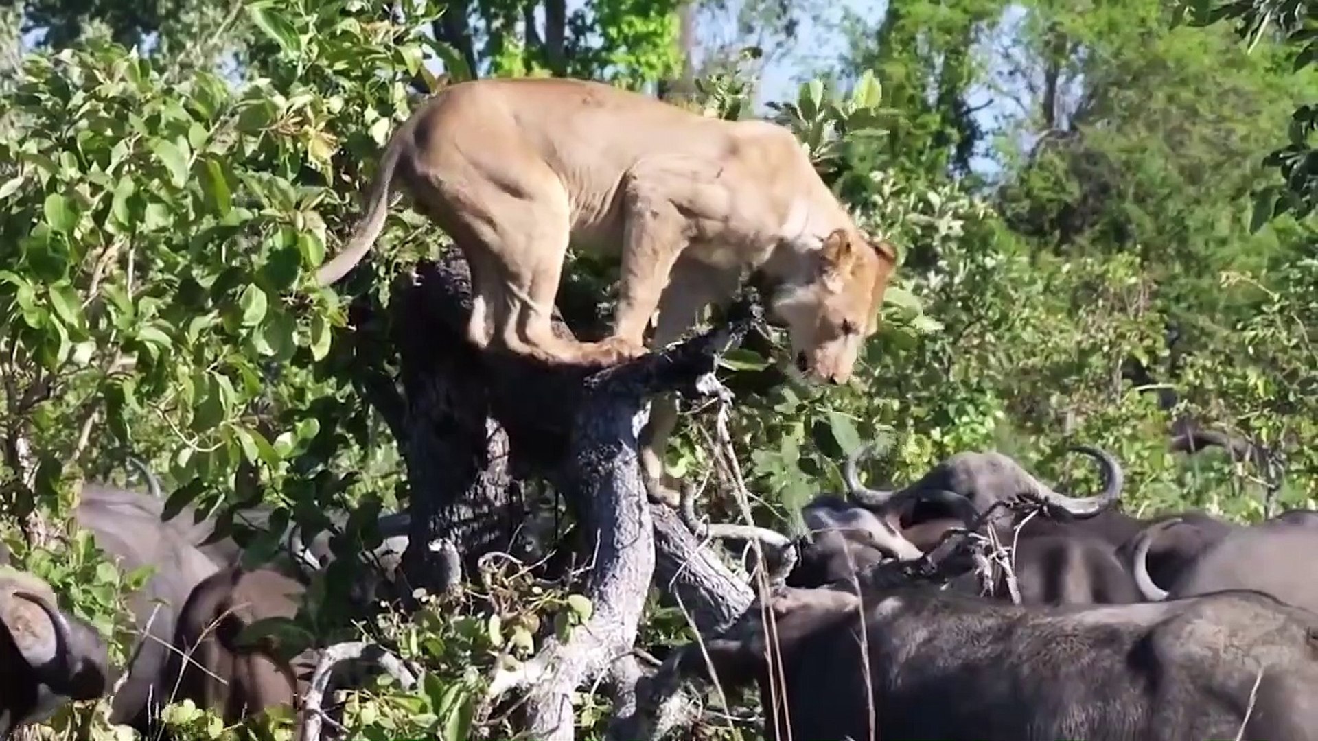 The Buffalo's Strong Butt Caused Lion To Die Tragically - Lion vs Giraffe, Porcupine, Buffalo