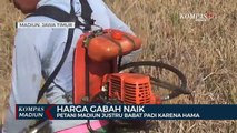 Harga Gabah Naik, Petani Madiun Justru Babat Padi Karena Hama