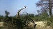 Leopard vs Warthog- Struggle For Life - Warthog Tossing Leopard To The Air To Save Baby