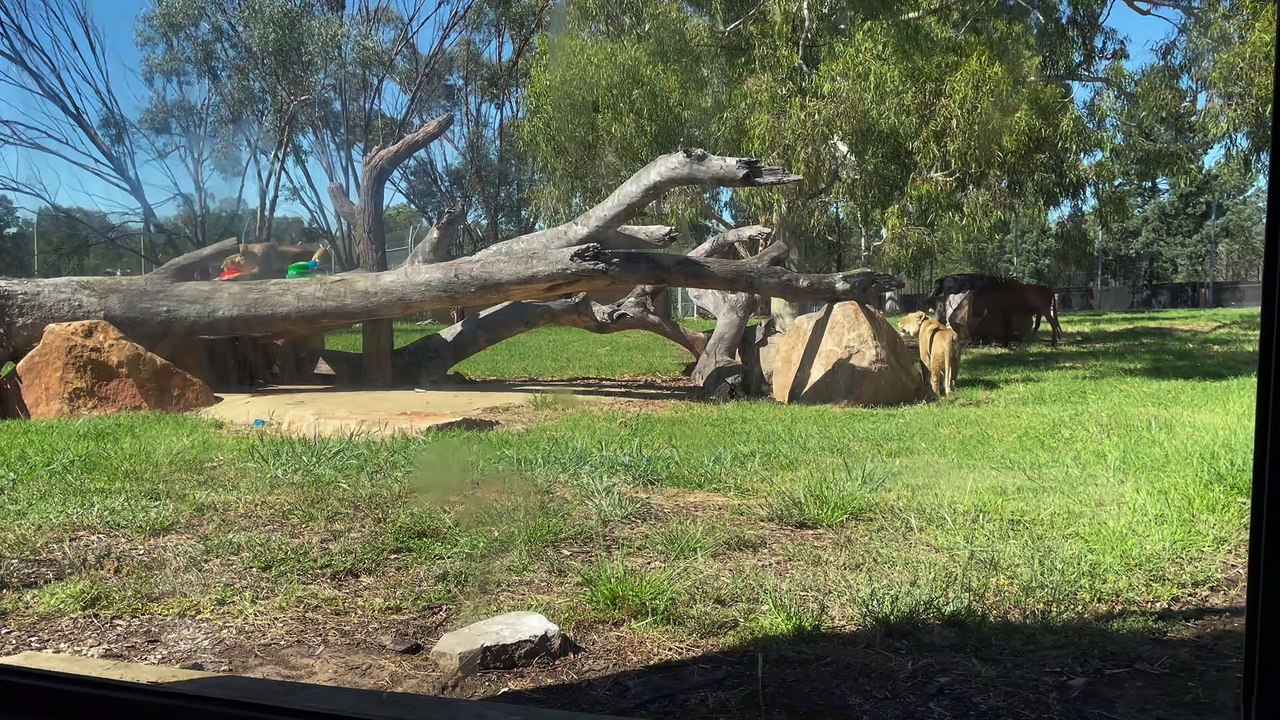 Wildlife at Dubbo's Taronga Western Plains Zoo