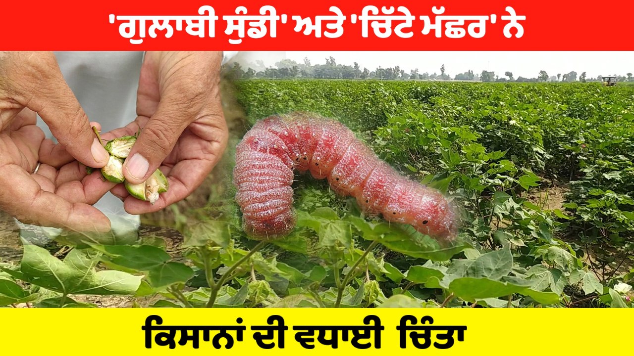 ਮਾਲਵੇ ਦੇ ਕਿਸਾਨ ਗੁਲਾਬੀ ਸੁੰਡੀ ਅਤੇ ਚਿੱਟੇ ਮੱਛਰ ਕਾਰਨ ਖੜੀ ਫਸਲ ਵਹਾਉਣ ਨੂੰ ਮਜ਼ਬੂਰ | OneIndia Punjabi