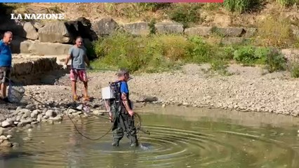Siccità, salvataggio pesci nel torrente Pesa
