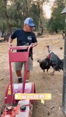 Wee～～ Funny Animals #short #tiktok #funny #animal #wee (1)