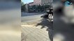 La ola de calor también afecta a los animales: un caballo se desploma en plena calle en Mallorca