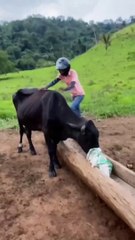 Brincadeira salvável #vaca #engraçado #pecuaria