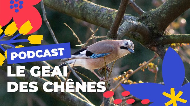 Le Geai des chênes | Brèves de nature sauvage à Paris | Paris Podcast