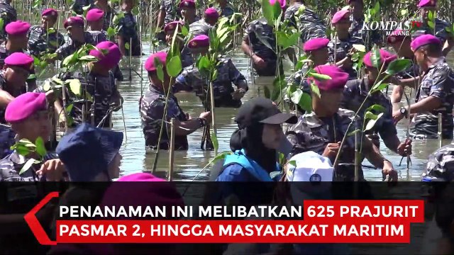 Peringati Hari Mangrove Sedunia, Marinir TNI AL Tanam 5.000 Bibit Mangrove di Surabaya