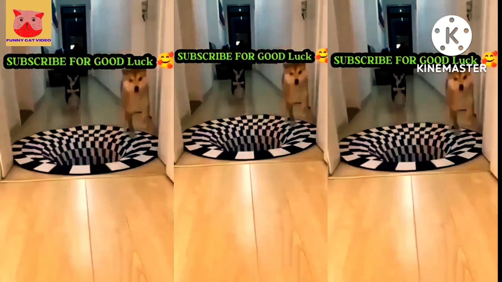 funny dog videos | entertainment |