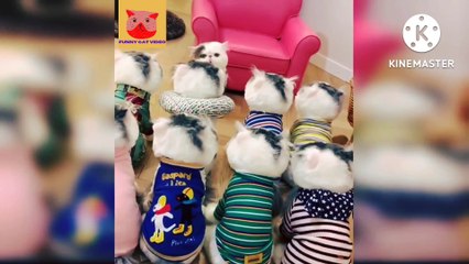 funny cat videos  | entertainment | cute cat video