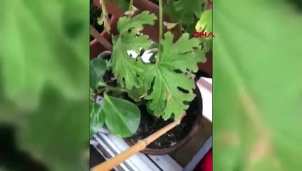 Evine giren hırsızı bacağından yakaladı!