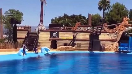 DELFINES Mundo Mar 2022