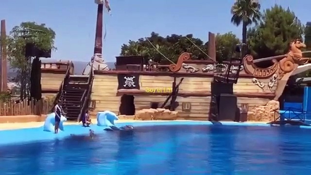 DELFINES Mundo Mar