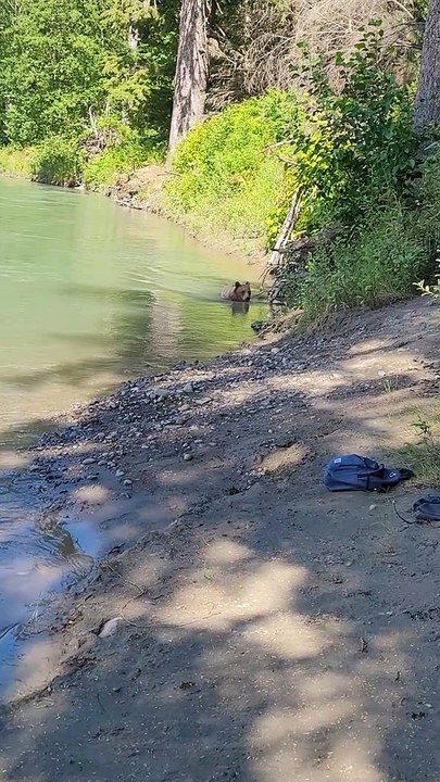 Close Encounter with Grizzly Bears in Kitimat