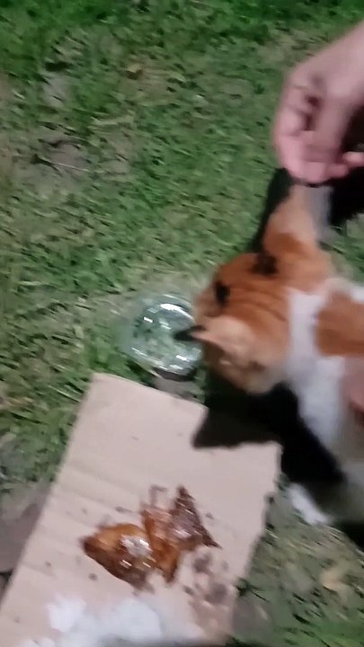 Kucing Kelaparan dan Kedinginan
