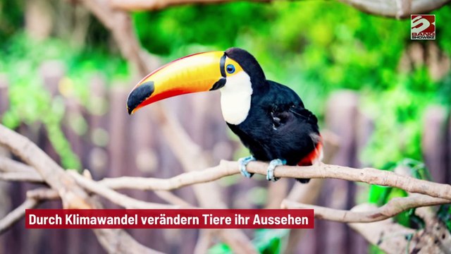 Durch Klimawandel verändern Tiere ihr Aussehen