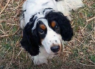 Poisoned pup makes full recovery after treatment at West Lothian vets