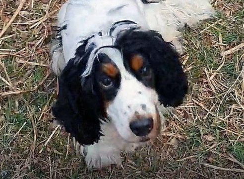 Poisoned pup makes full recovery after treatment at West Lothian vets