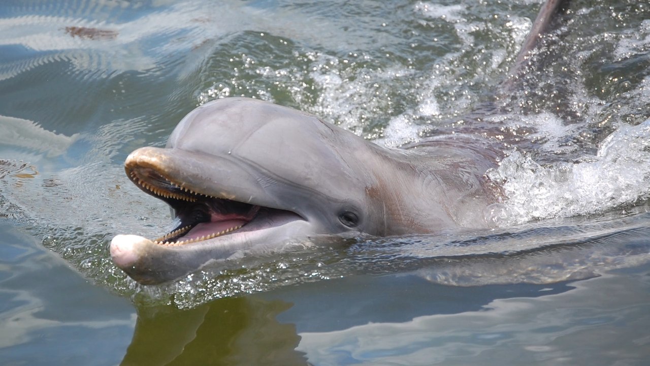 Japanische Behörden warnen vor bissigem Delfin!