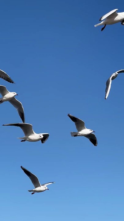 Some Beautiful Birds Are Flying In The Open Sky | The Sight is so good | #birds, #animalshub,