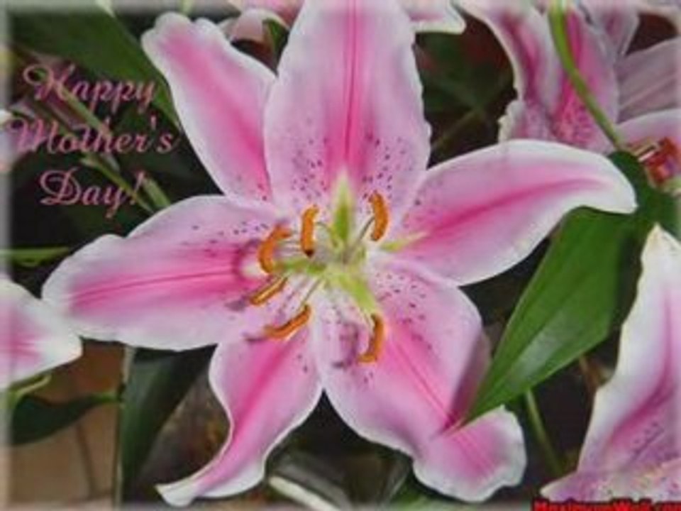 La beauté des  fleurs