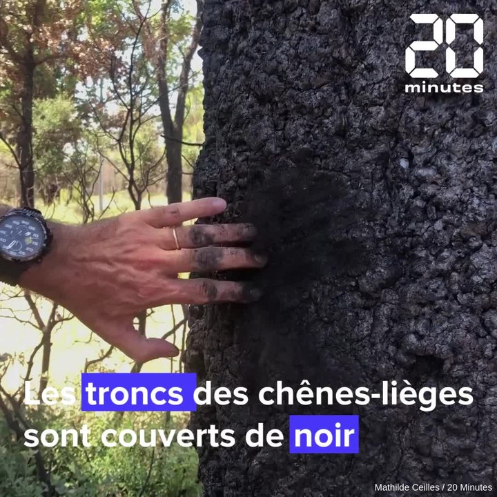 Var : Un an après, les pompiers veulent tirer les leçons de l'incendie de Gonfaron