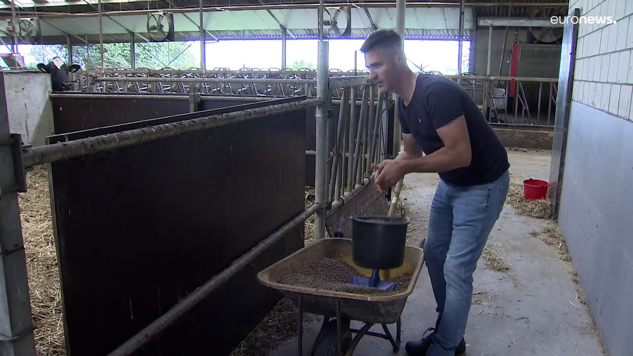 Agricultores neerlandeses estão nervosos com reformas verdes