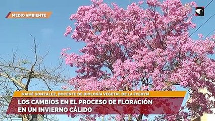 Los cambios en el proceso de floración en un invierno cálido
