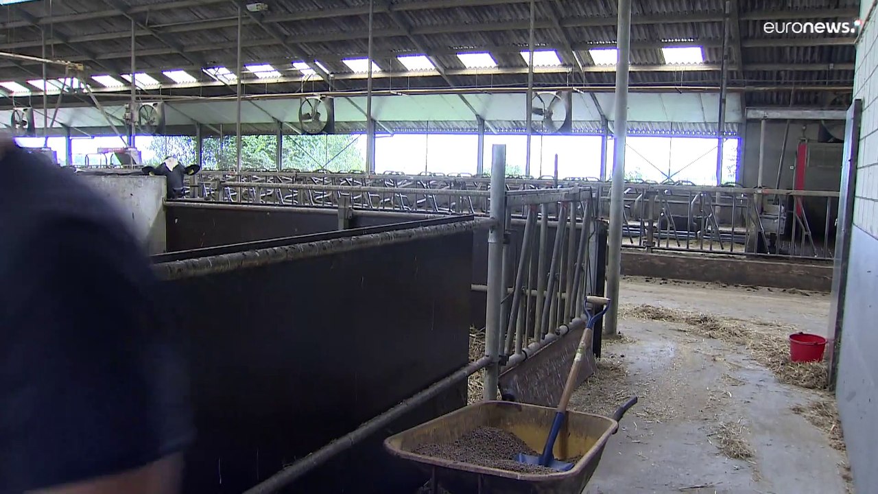 L'ira degli agricoltori olandesi contro il piano di taglio delle emissioni