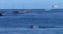Hawaii'de keşiş foku yüzen kadına saldırdı