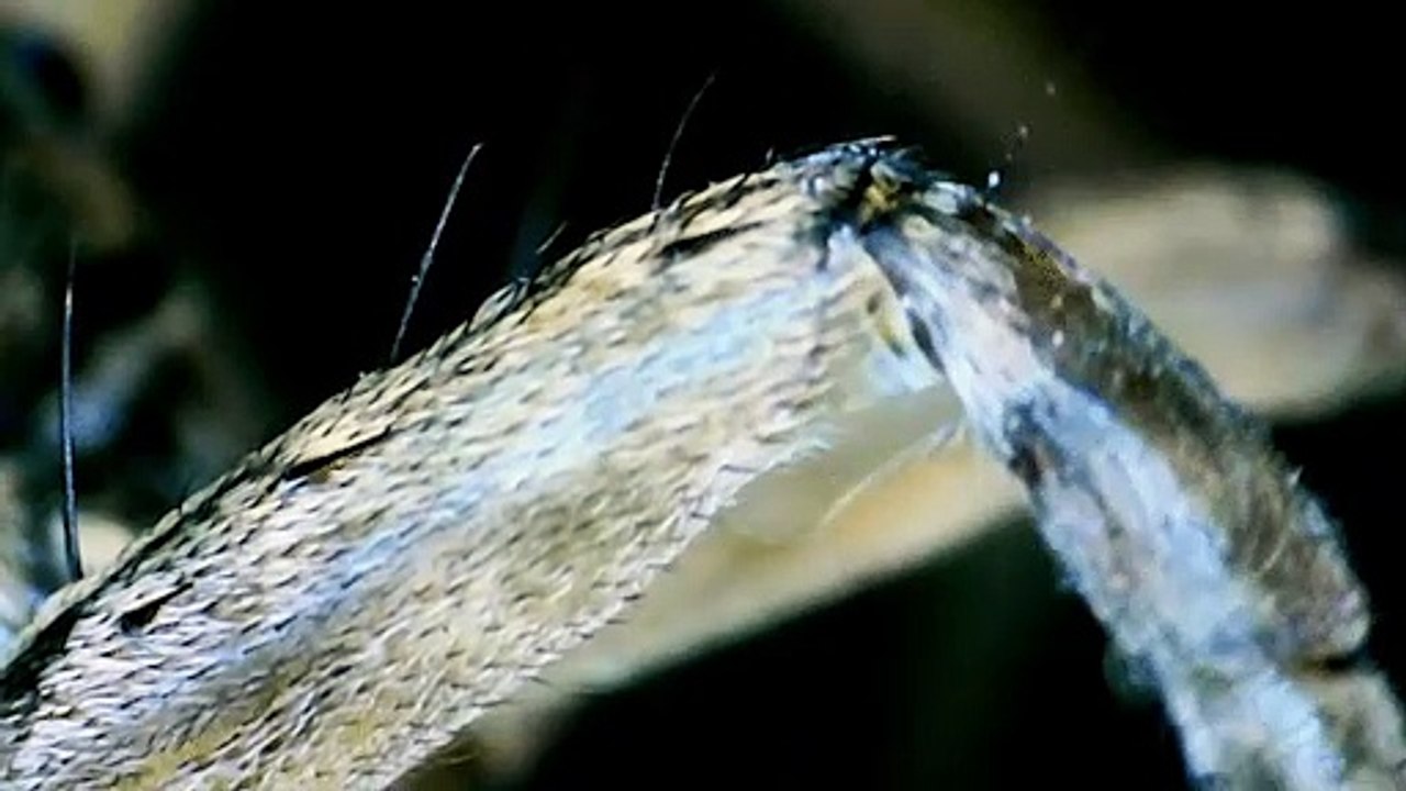 Científicos convierten cadáveres de arañas en agarradores mecánicos