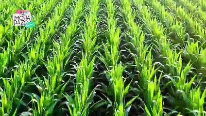 ¿Qué es la inflación y de qué maneras nos afecta? - Almohadazo Casero