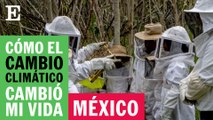 ¿Las abejas sobreviven mejor en la ciudad? |El País