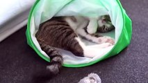 Adorable Little Cat Hides in Cat Tunnel