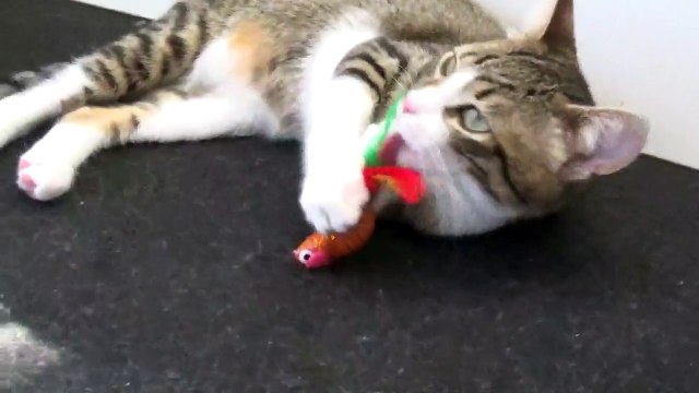 Adorable Small Cat Plays and Licks a Toy