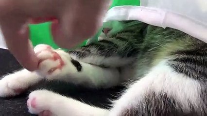 Ambush Attack from Cat Tunnel