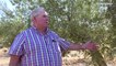 Andalousie : la production d'olives menacée par le réchauffement climatique